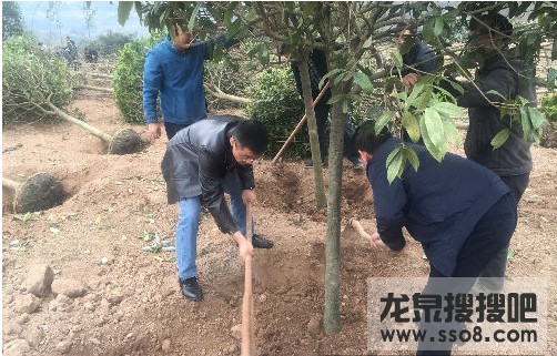 龙泉山城市森林公园今日在龙泉启动建设