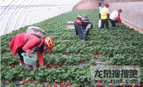 龙泉柏合采草莓（张家湾农家乐）